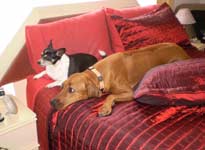 ridgeback puppy 