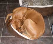 ridgeback puppy Ruby