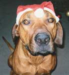 ridgeback puppy Doc