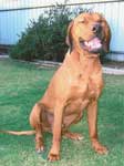 ridgeback puppy Doc