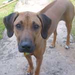 ridgeback puppy Doc