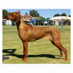 Caprivi Witching Hour (Aust Grand Champion)
