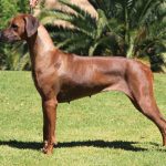 Almazart Juliette Has A Gun (Australian Champion)